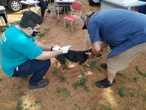 Vacinação Antirrábica realizada pela Secretaria Municipal de Saúde de Amambai imunizou mais de 8 mil animais