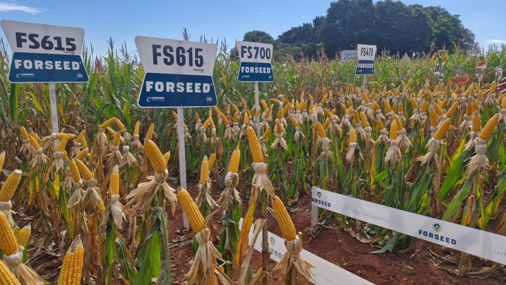 Prefeitura de Amambai prestigia dias de campo voltados à agricultura e pecuária Prefeitura de Amambai prestigia dias de campo voltados à agricultura e pecuária