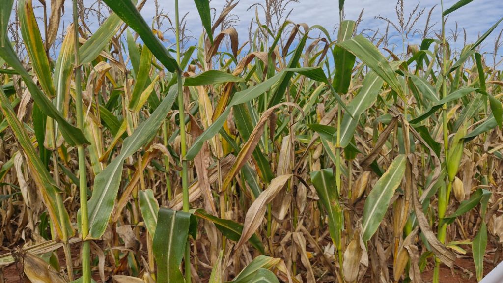 Prefeitura de Amambai prestigia dias de campo voltados à agricultura e pecuária Prefeitura de Amambai prestigia dias de campo voltados à agricultura e pecuária